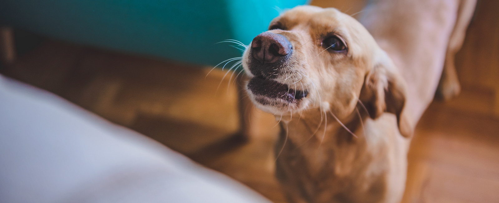 Hund schaut auf