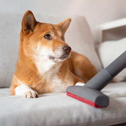 Tierhaar-Polsterdüse – PET & FAMILY PRO 4ALL