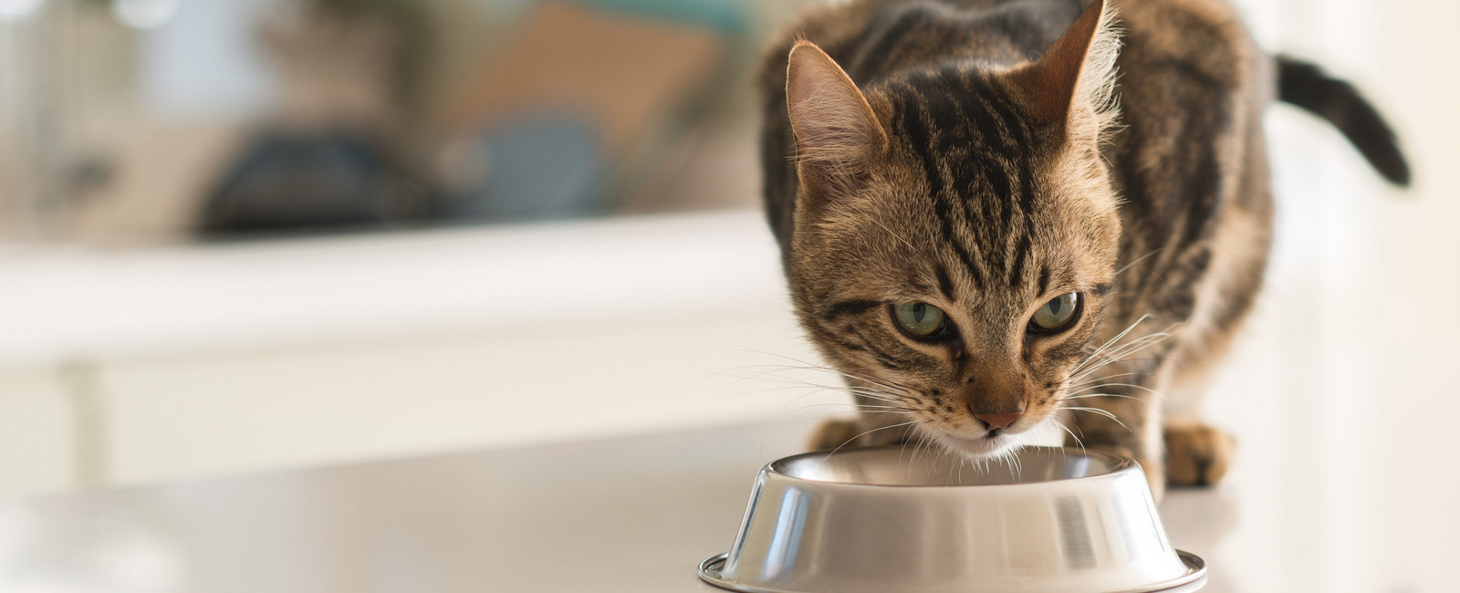 Die Katze trinkt nicht? Das können Sie tun