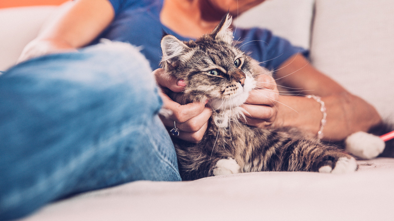 Katze wird gestreichelt