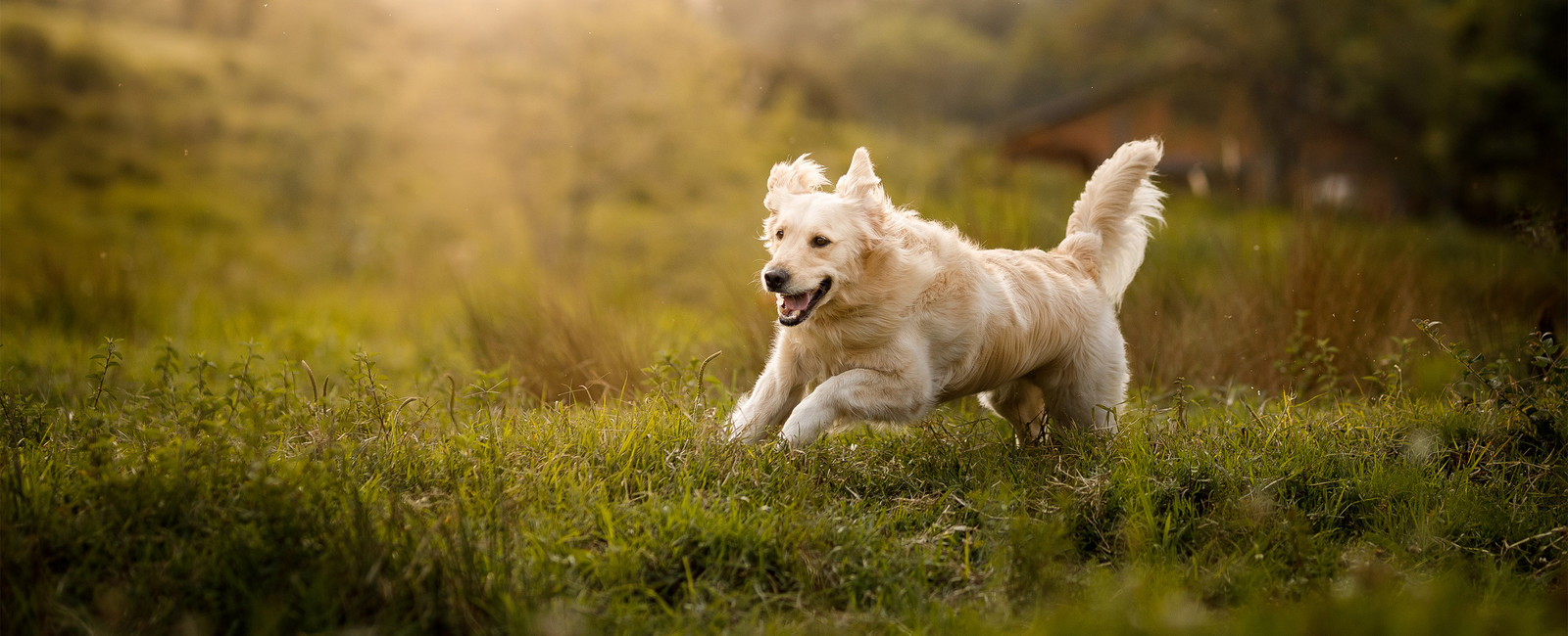 Hund hat Übergewicht und soll abnehmen