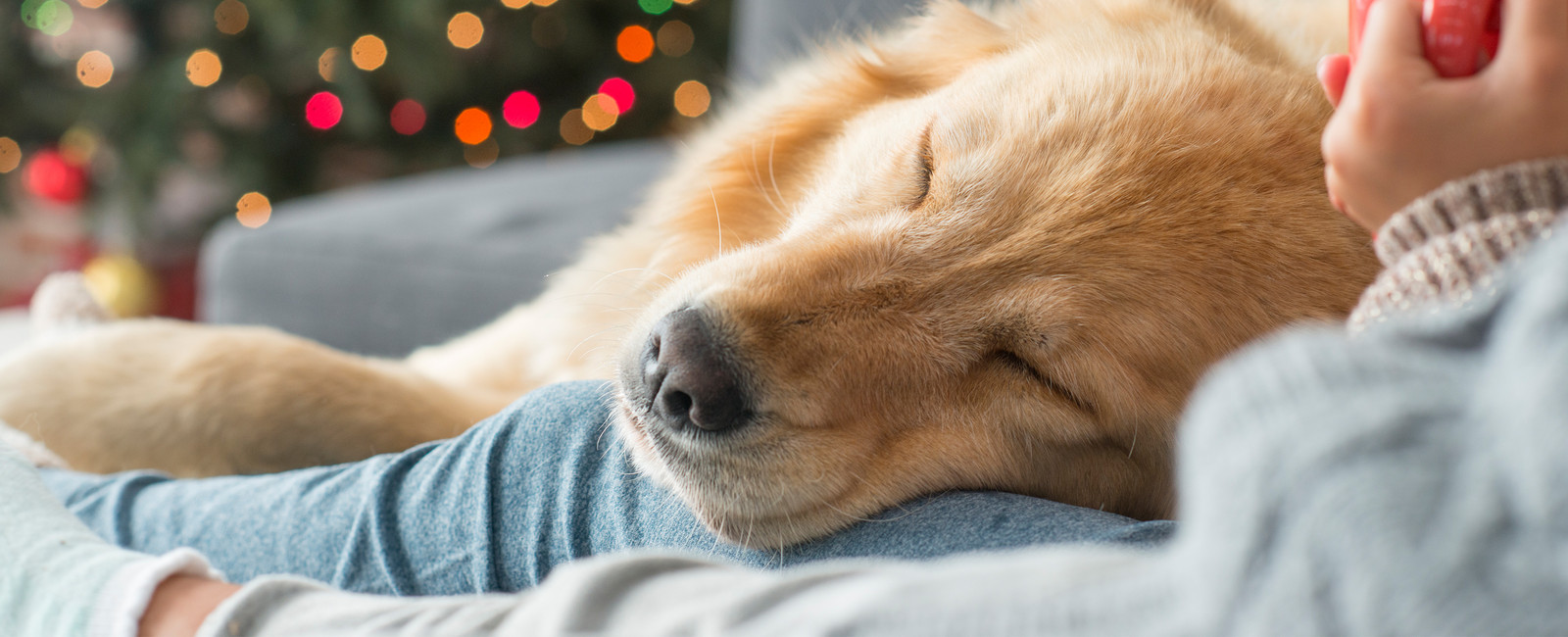 Hund liegt mit Kopf auf Schoß