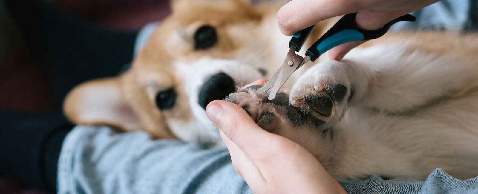 Pfotenpflege beim Hund