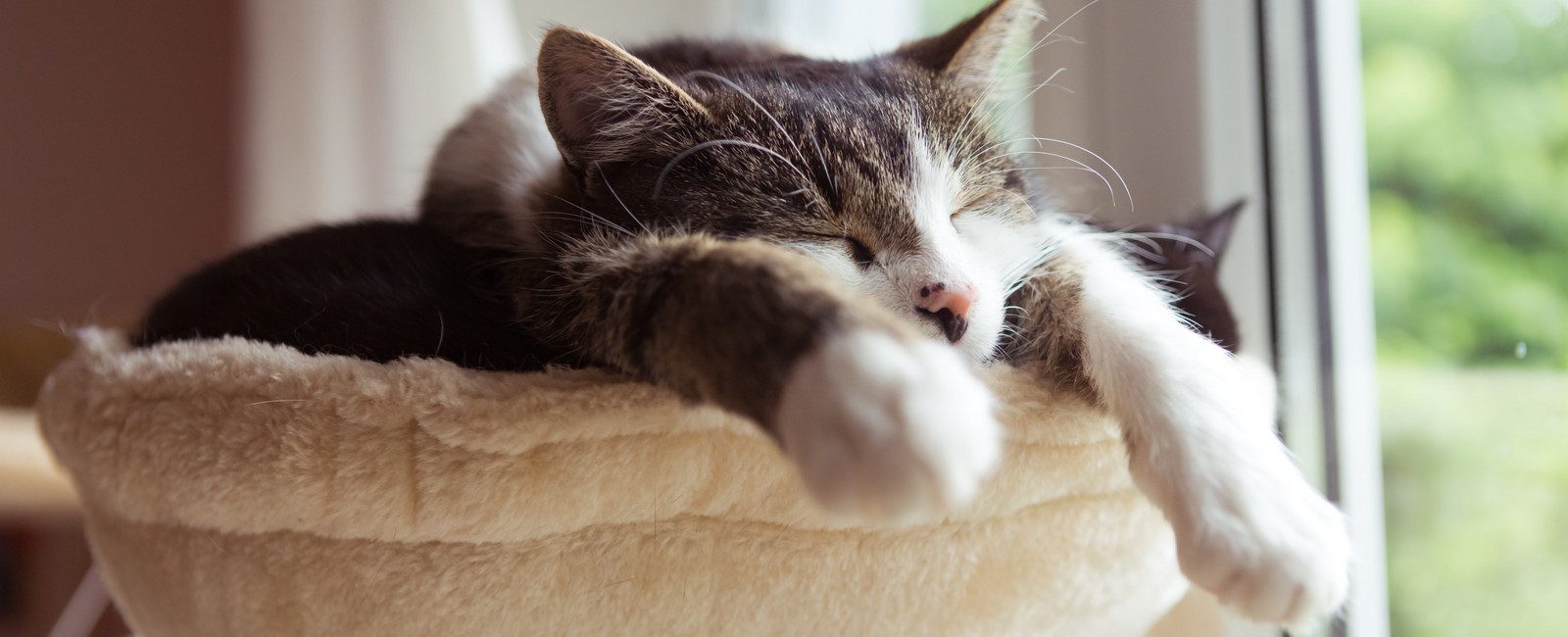 Katze liegt auf einer Decke