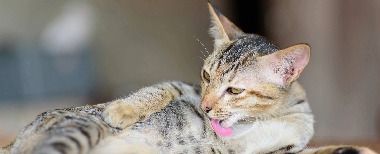 Katze putzt sich ständig