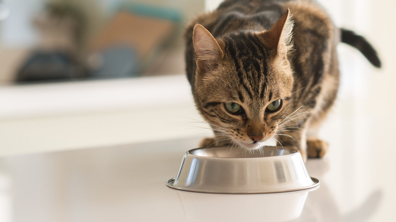 Katze am Wassernapf