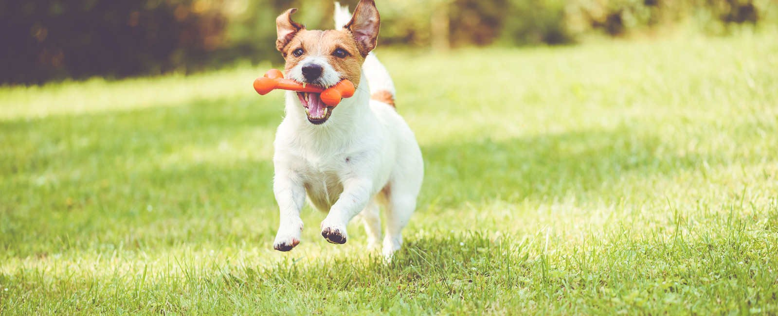 Hund rennt auf Wiese