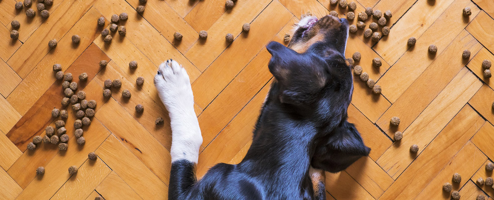 Hund mit Futter