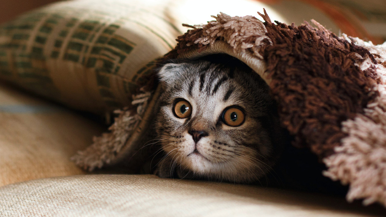 Katze guckt unter einer Decke hervor