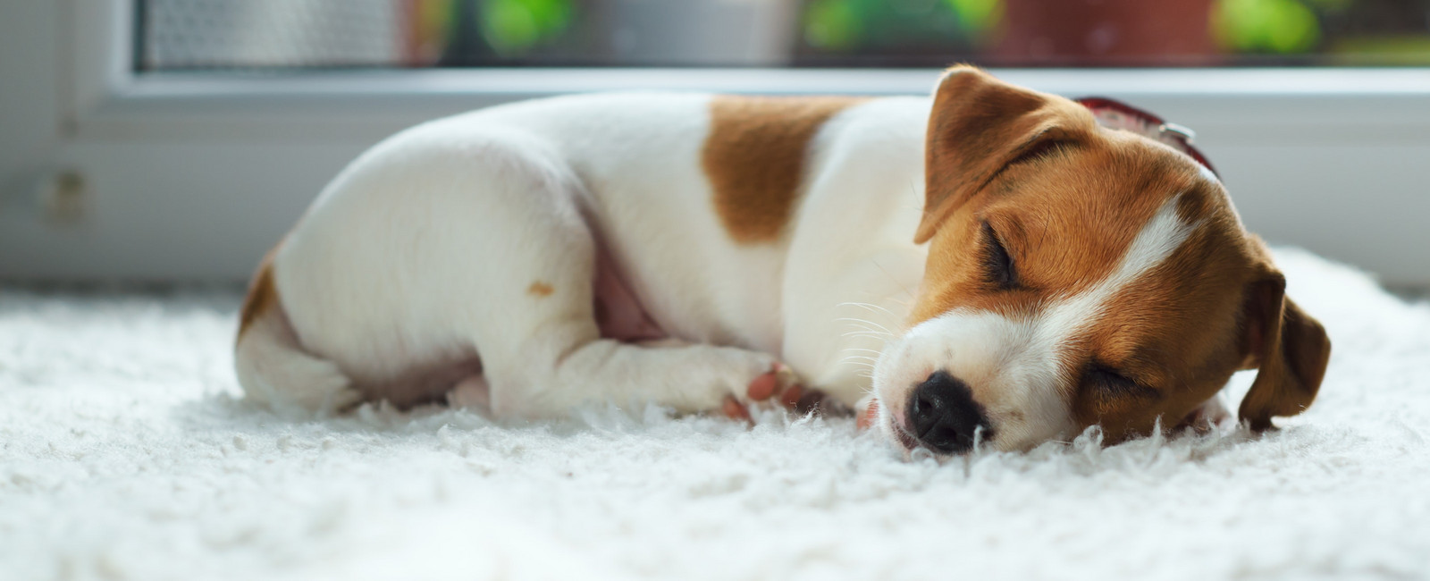 Hund schläft auf Teppich