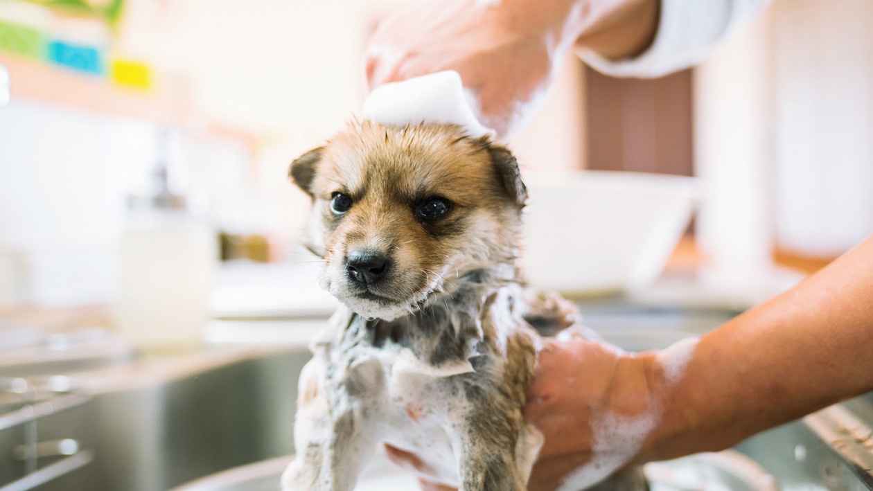 Welpe der gebadet wird