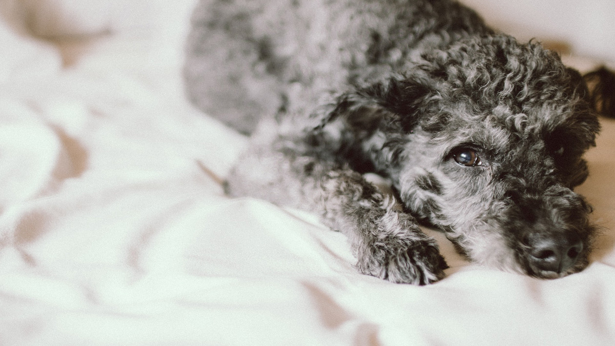 Hund liegt auf Decke