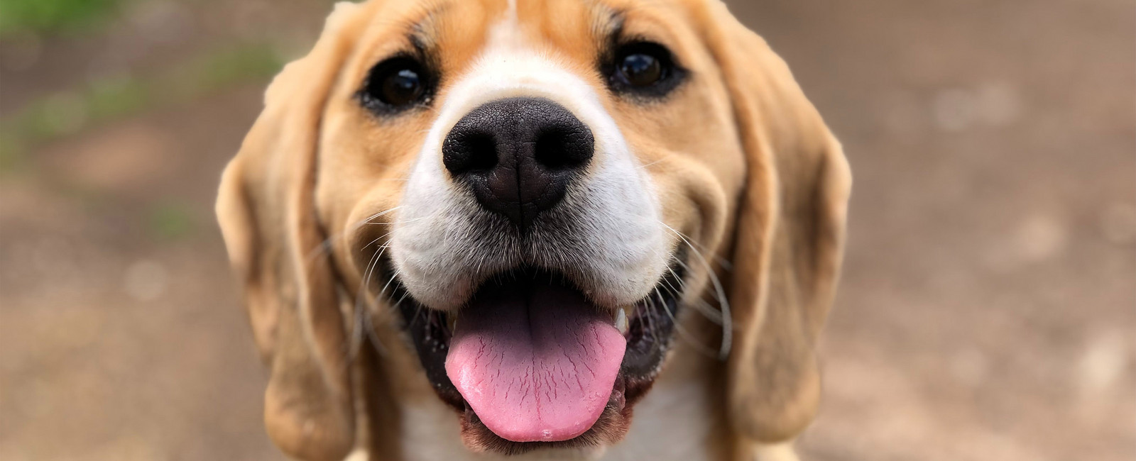 Schokolade ist nichts für Hunde