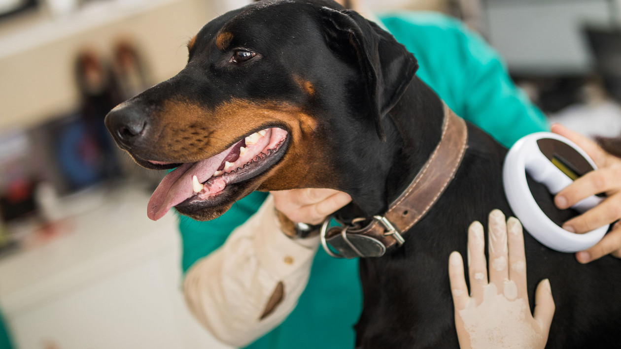 Hund chippen beim Tierarzt