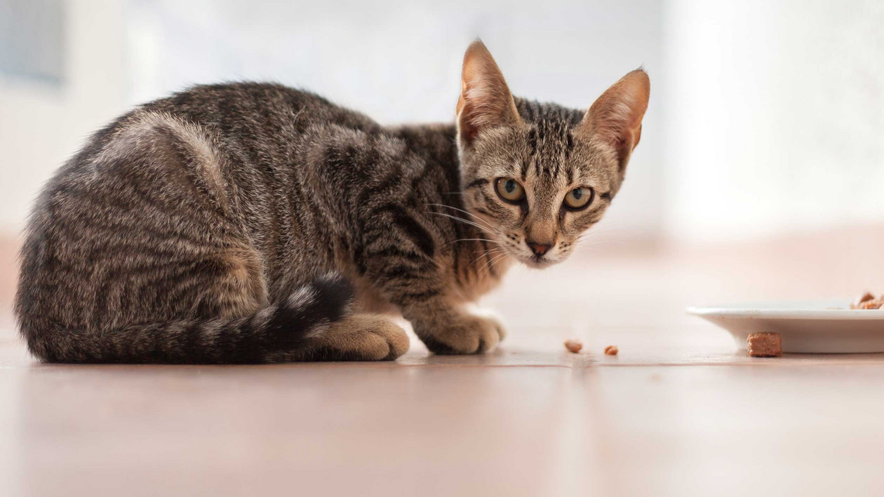 Katzenfutter selber machen