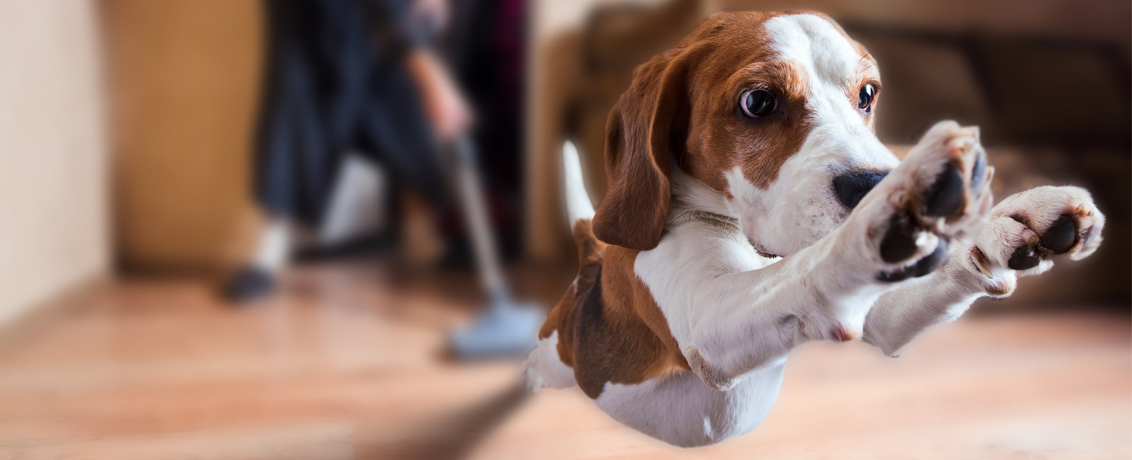 Hund flieht vor Staubsauger