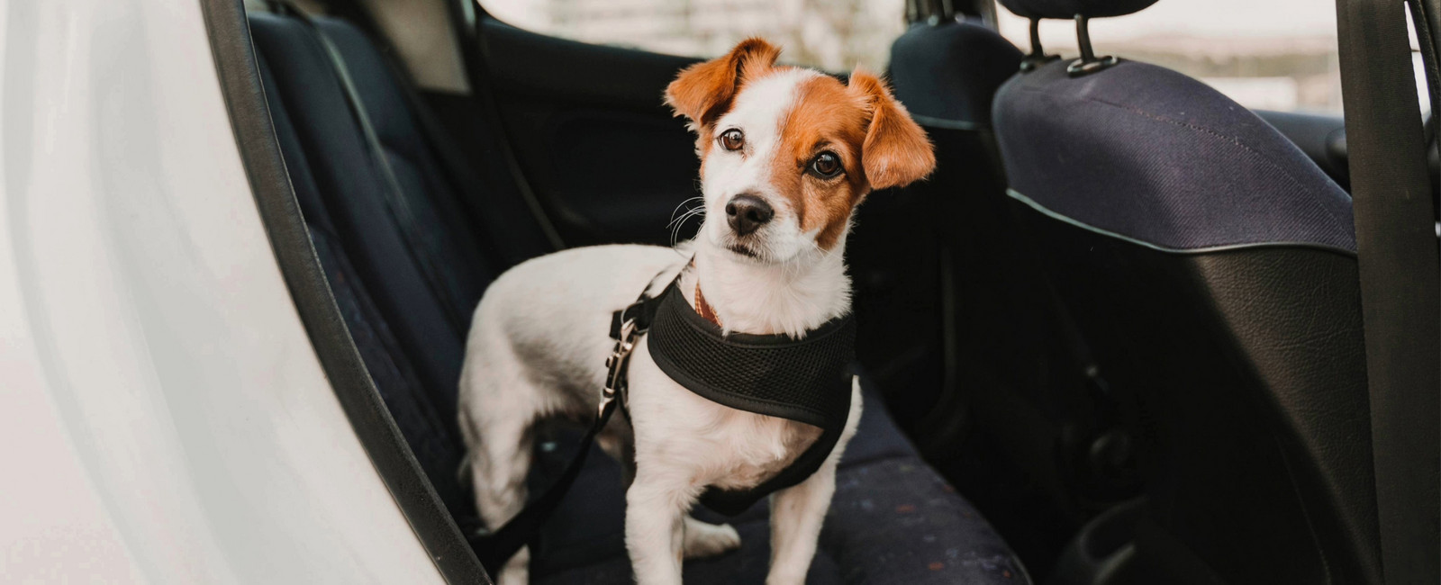 Hundegeruch im Auto entfernen