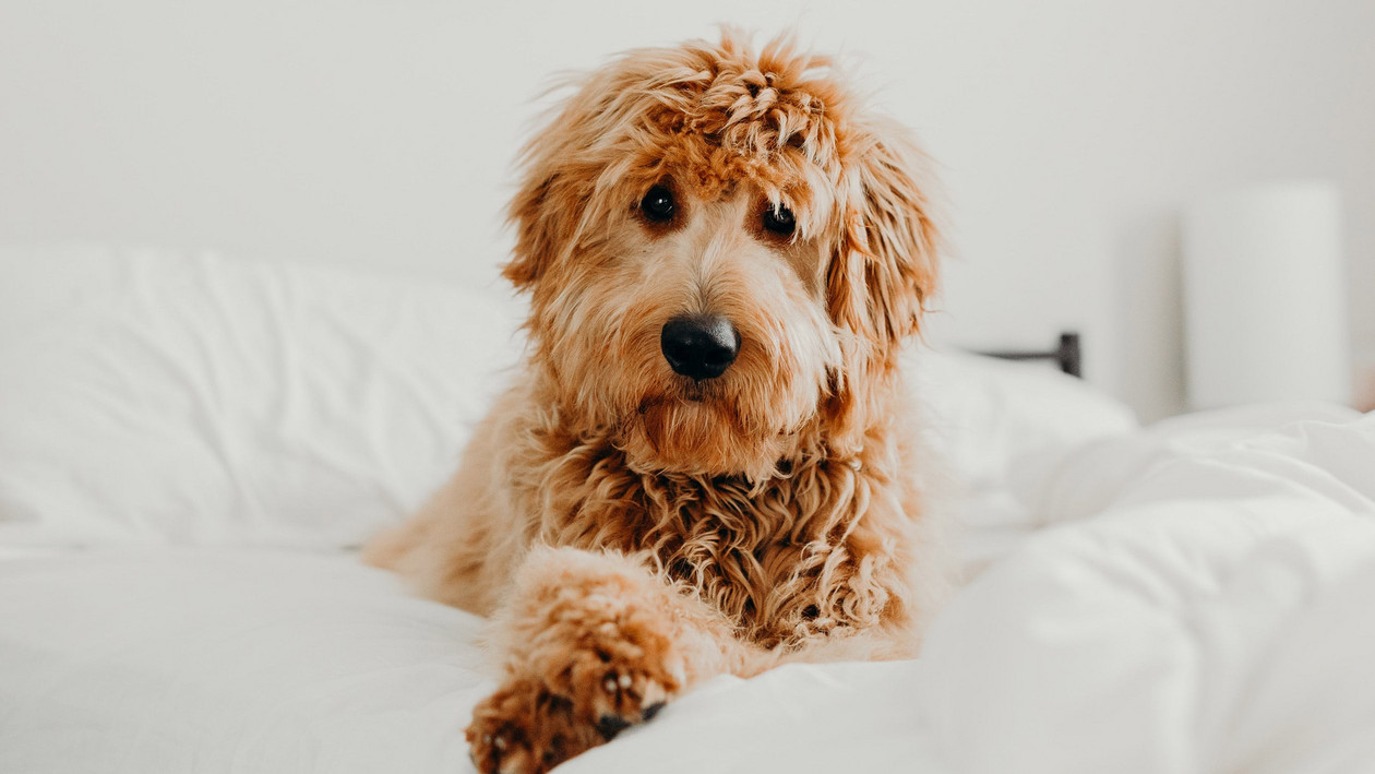 Zotteliger Hund sitzt auf einem Bett