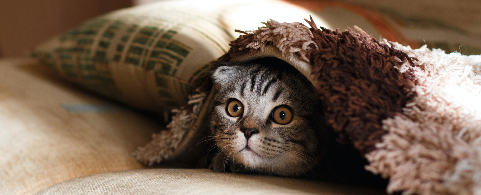Katze guckt unter einer Decke hervor