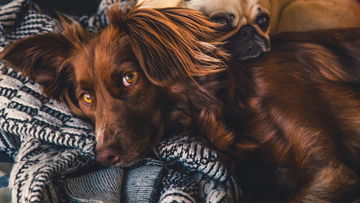 Hund liegt auf Decke