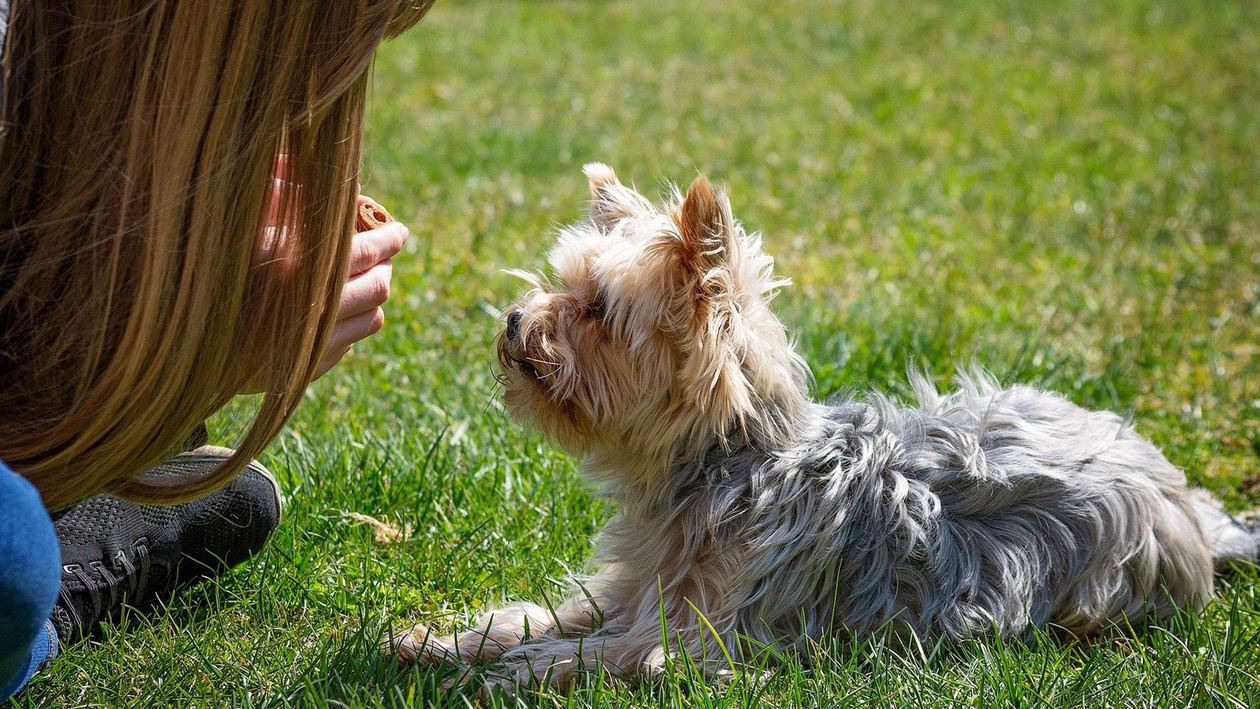 Hund und Frau sehen sich im Grass liegend an