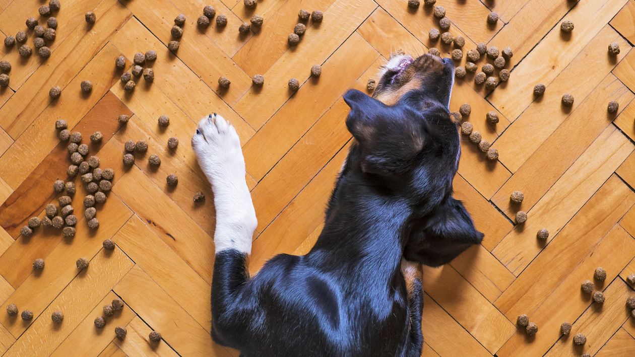 Hund mit Futter