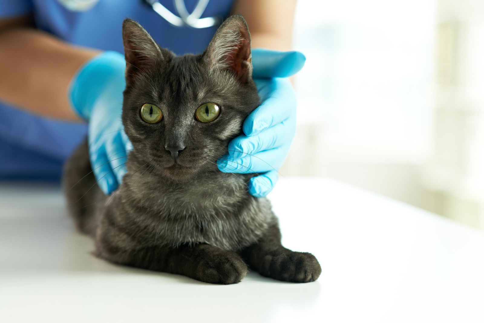 Katze wird beim Tierarzt geimpft