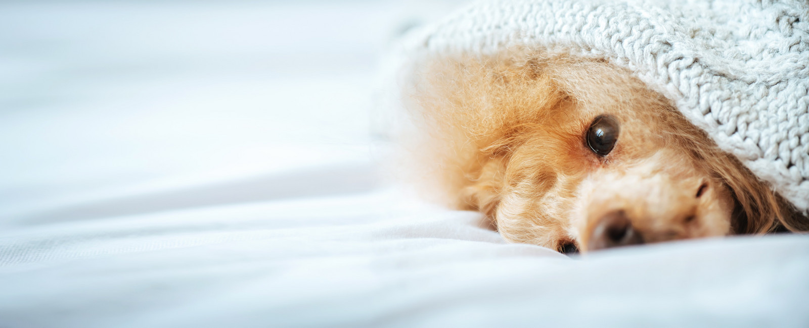 Kranker Hund gekuschelt unter eine Decke