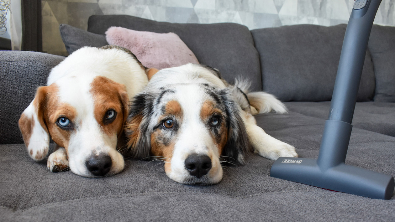 Wenn der Staubsauger nach Hund stinkt