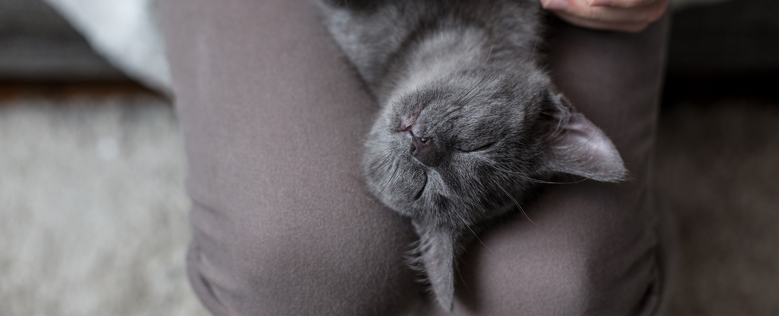 Katze liegt auf Rücken