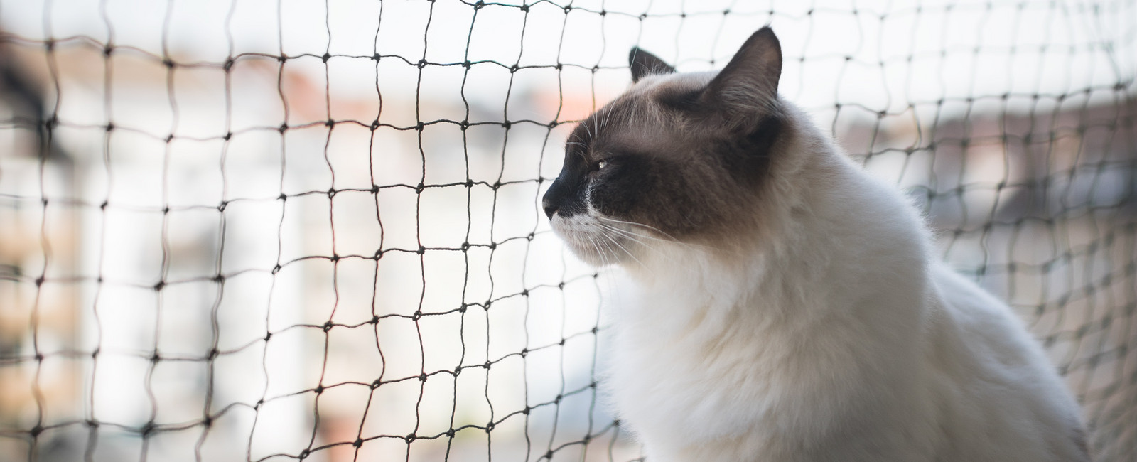 Katze auf dem Balkon vor einem Katzennetz