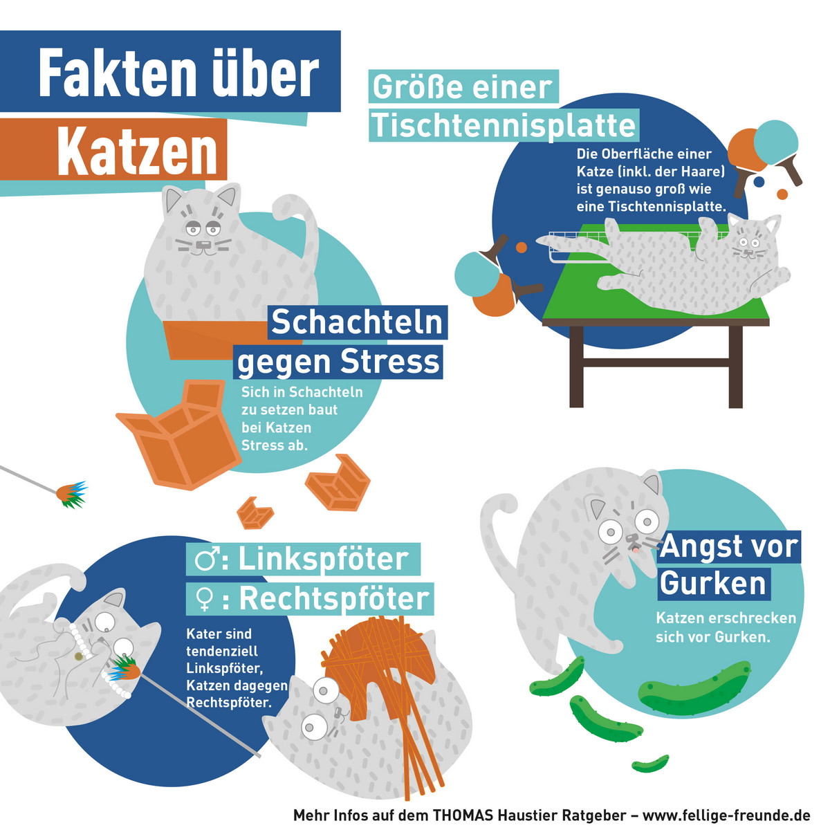 Infografik mit skurrilen Fakten über Katzen