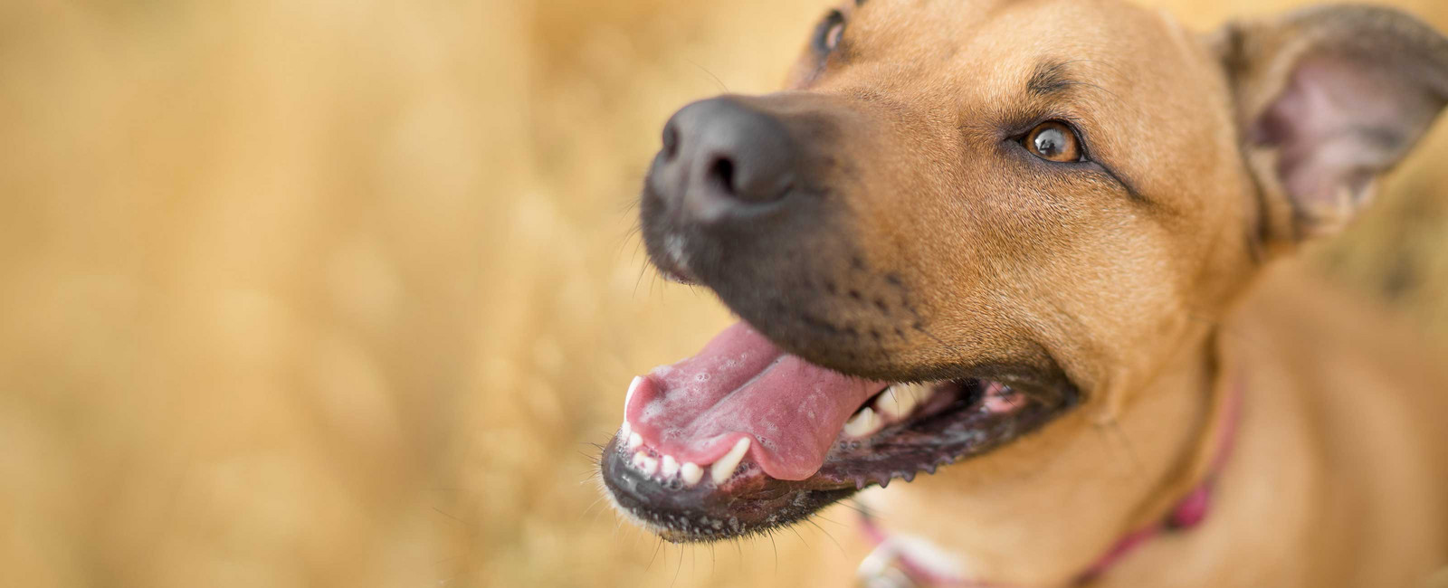 Mundgeruch beim Hund