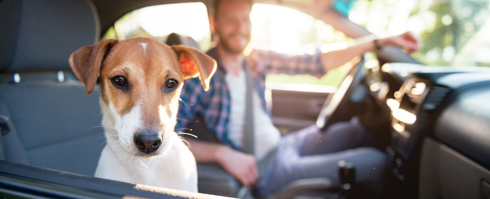 Hund schaut aus Autofenster