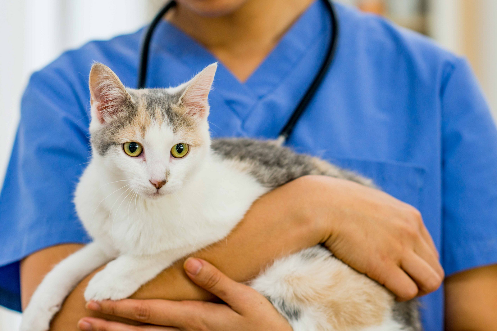Kater wird beim Tierarzt kastriert