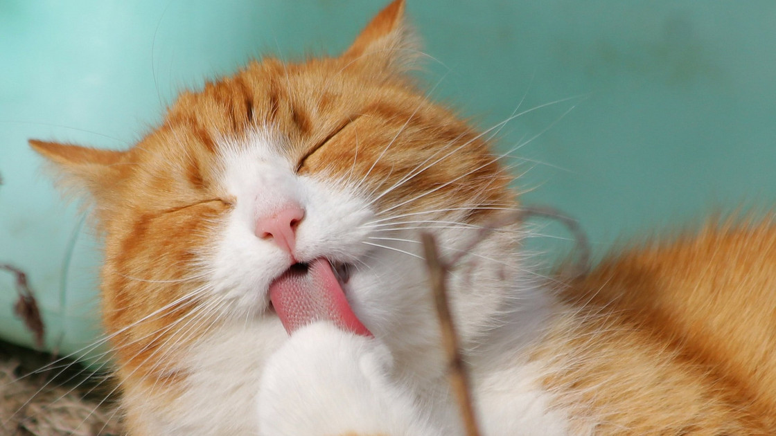 Katzenurin und Geruch mühelos entfernen
