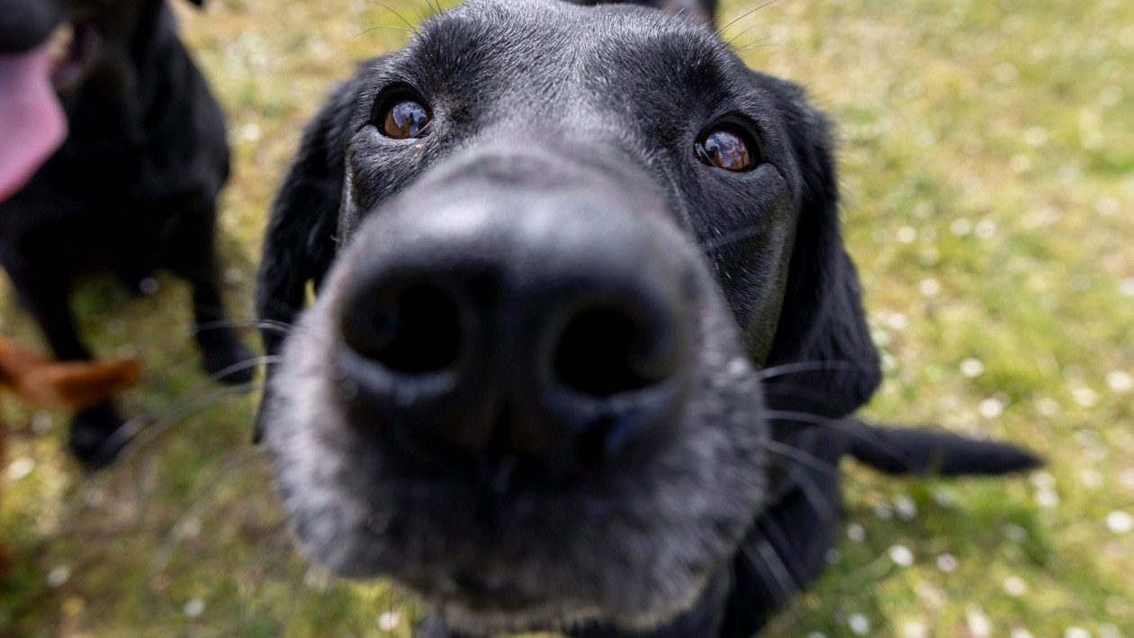 Trockene Nase beim Hund