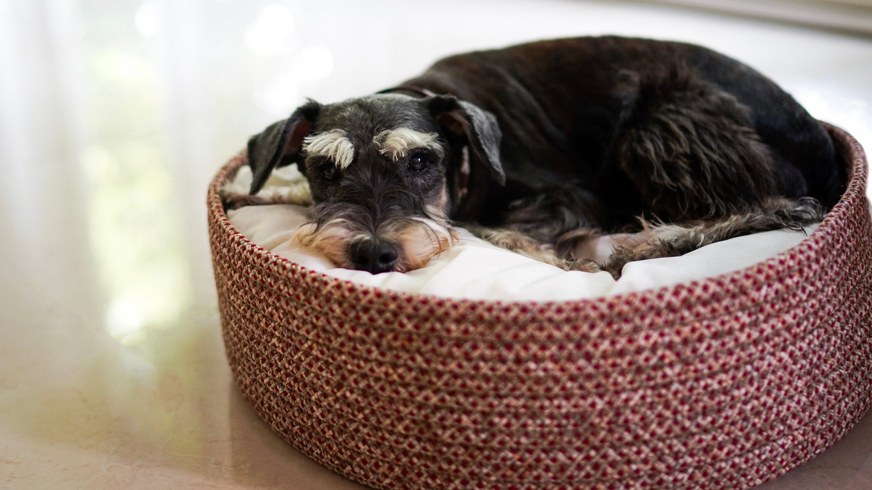 Trauriger Hund im Körbchen