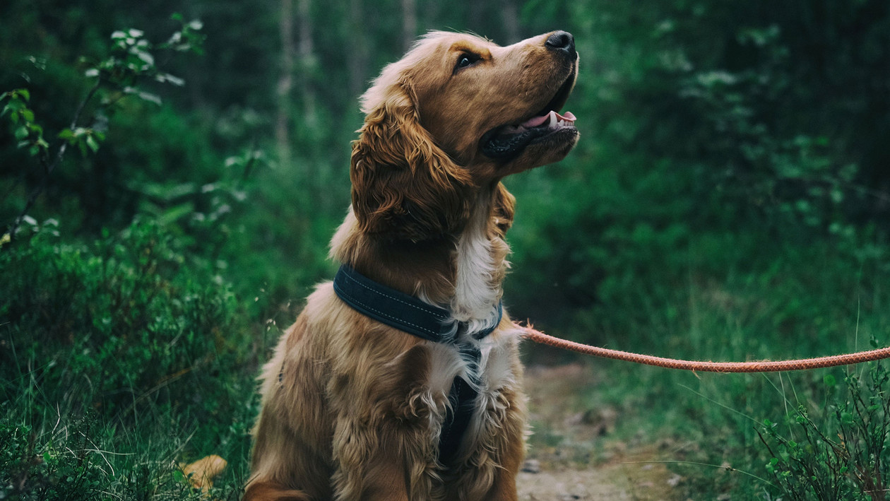 Leinenführigkeit bei Hunden