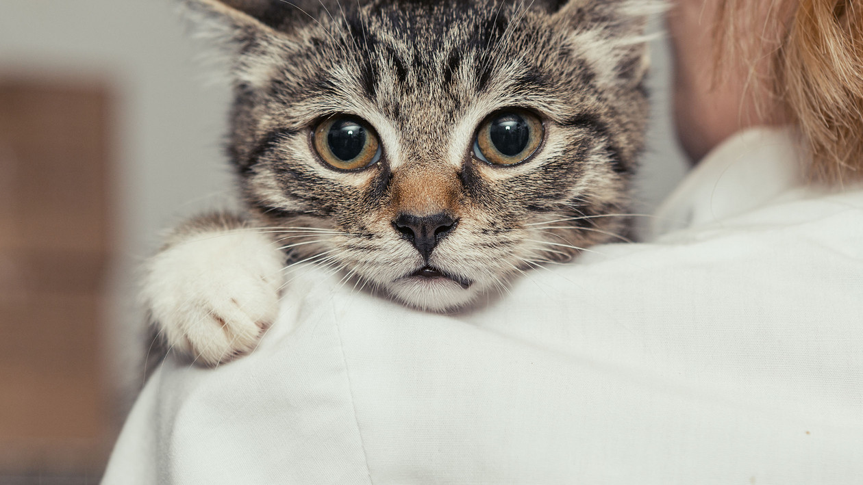 Tierarztkosten Katze