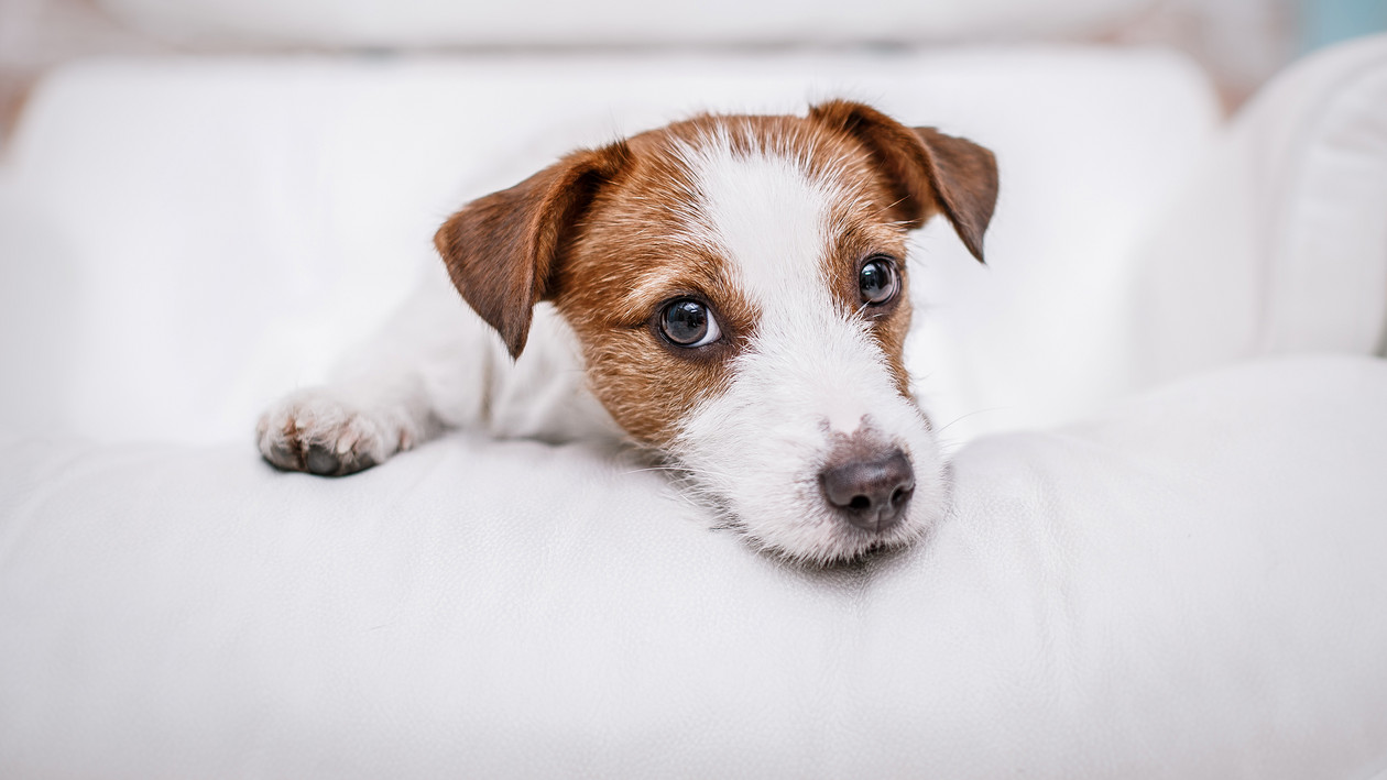 Hund liegt auf Sofalehne