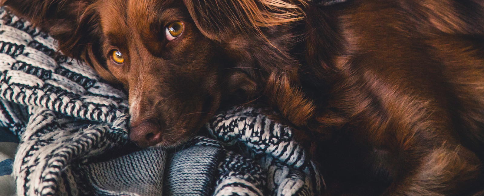 Hund liegt auf Decke