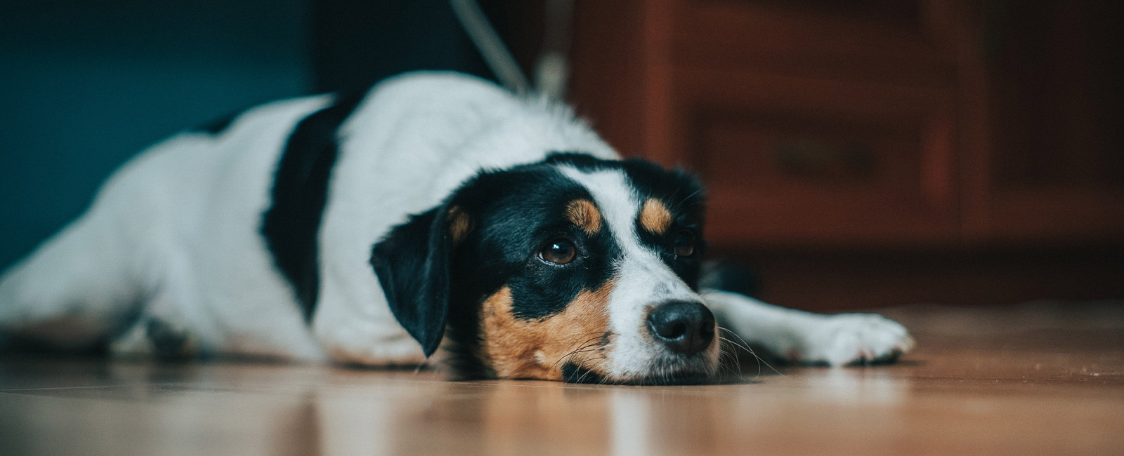 Hund liegt auf Boden