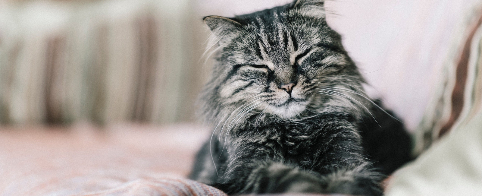 Langhaarkatze mit geschlossenen Augen