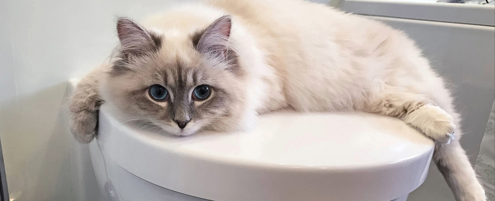 Katze macht neben das Klo