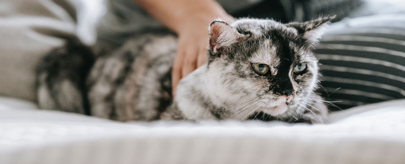 Katze lässt sich nicht streicheln