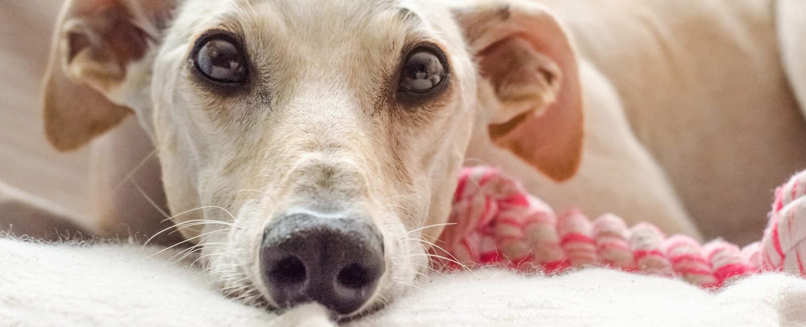 Hundehaare von der Kleidung entfernen