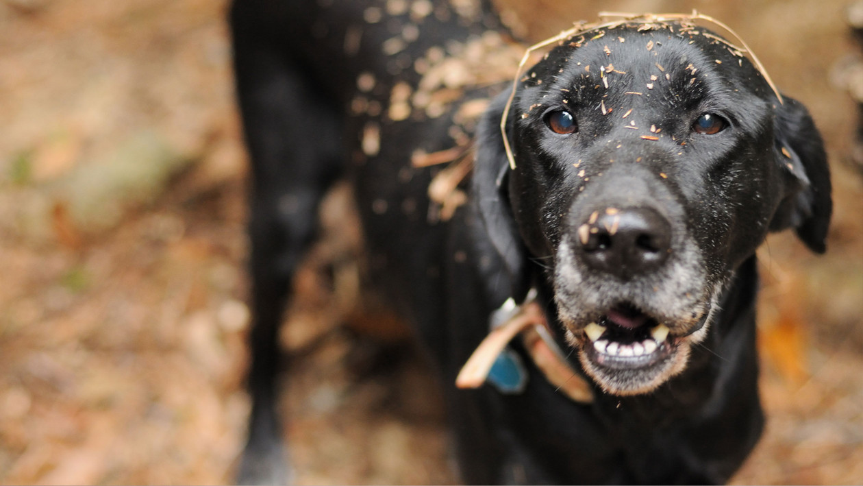 Hund sauber machen nach Spaziergang