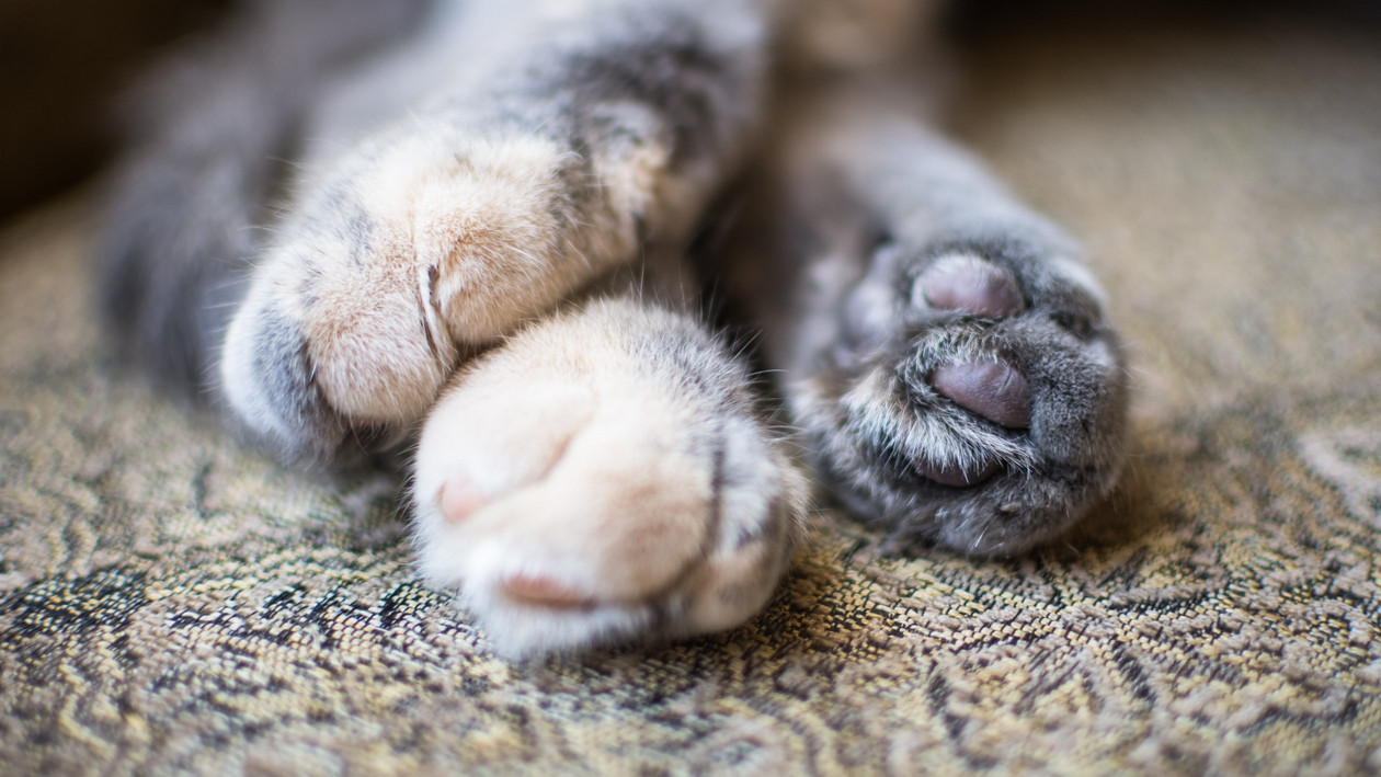 Katze liegt auf Teppich