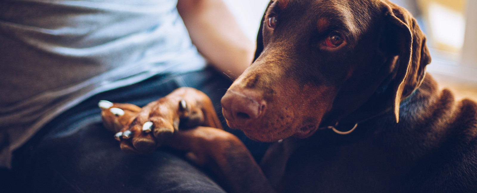 Hund liegt auf Schoß